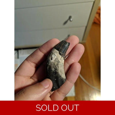 Very Rare Zygorhiza Kochii Archaeocete Whale Tooth